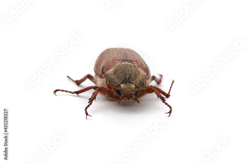 Chafer - a pest of agricultural plants of plants, photographed frontally on a white background