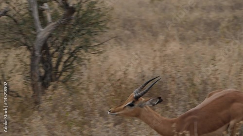 Male Impala Antelope jumping in slow motion in Africa Savannah Grassland