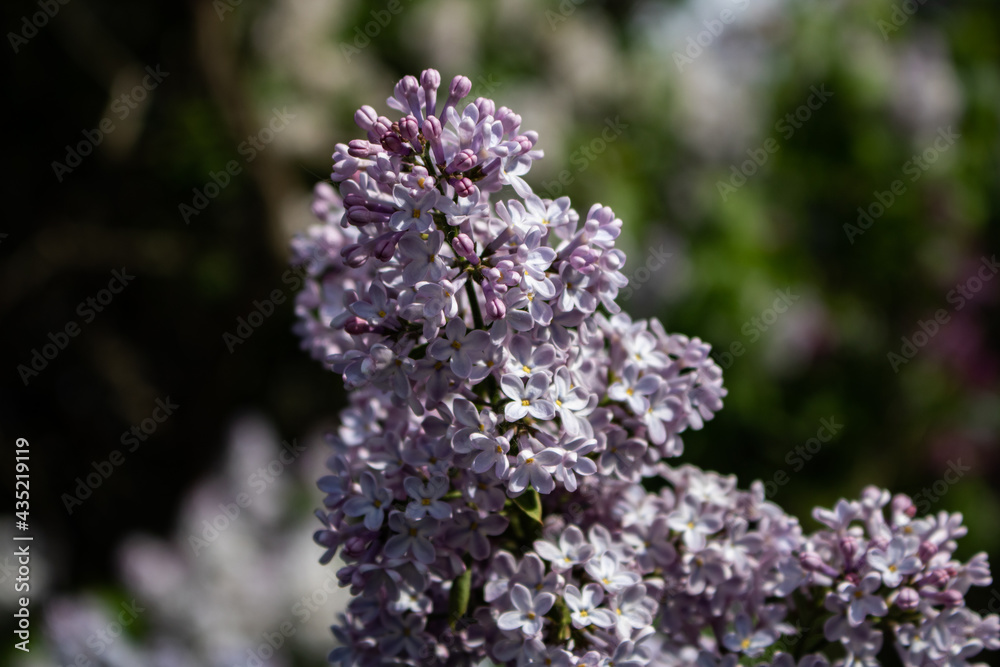 Lilacs in different colors and different angles