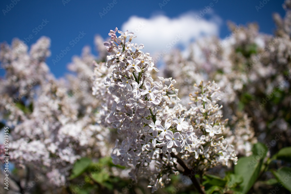 Lilacs in different colors and different angles Lilacs in different colors and different angles