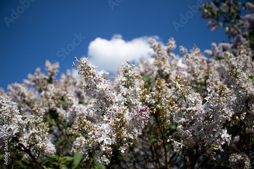 Lilacs in different colors and different angles