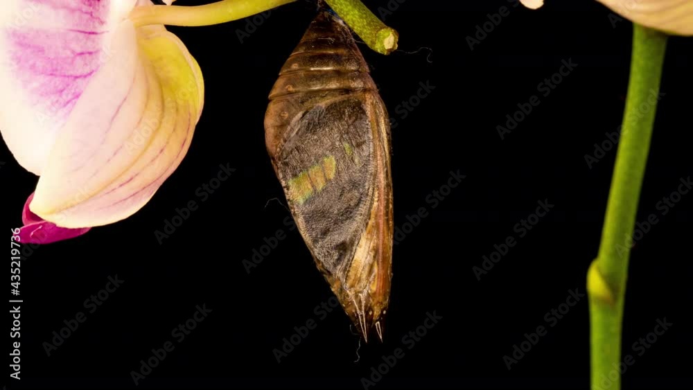 Prepona butterfly, birth, birth, time lapse on black background