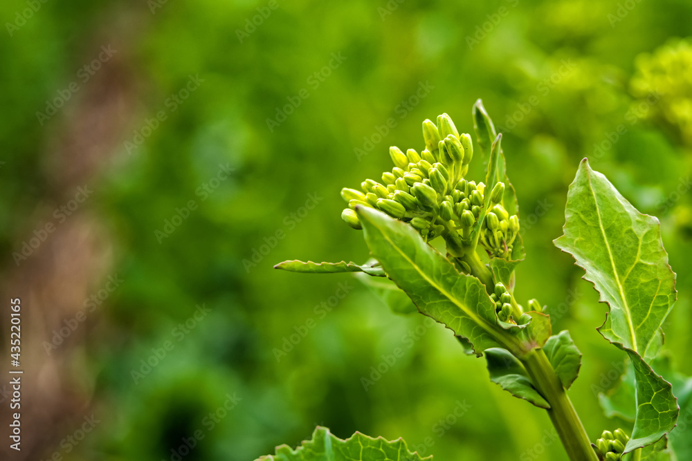 rapeseed field sown using Strip-till technology before flowering