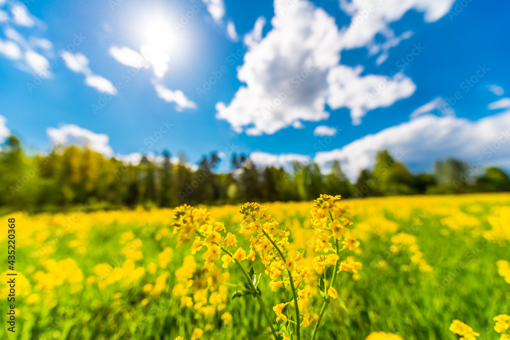 Meadow in the woods covered with yellow flowers on a cloudy spring day, the sun shines in the sky. Image in a shallow depth of field, focus on the flower Meadow in the woods covered with yellow flowers on a cloudy spring day, the sun shines in the sky. Image in a shallow depth of field, focus on the flower