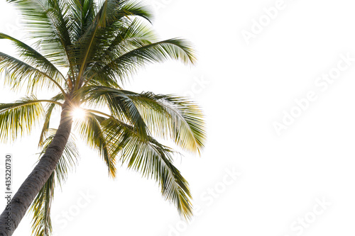 Coconut palm tree with sun light isolated on white background © Kittiphan
