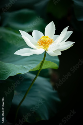 a white lotus flower closeup