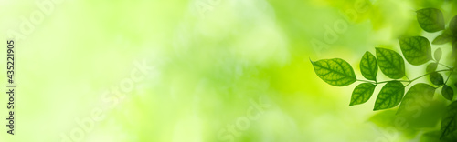 Nature of green leaf in garden at summer. Natural green leaves plants using as spring background cover page greenery environment ecology wallpaper
