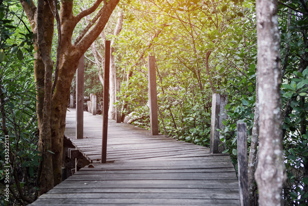 Obraz premium Tropical forest exotic walkway on wooden bridge in forest jungle of mangrove trees in Thailand village, View Point of Thung Prong Thong park tropical forest for travel Rayong