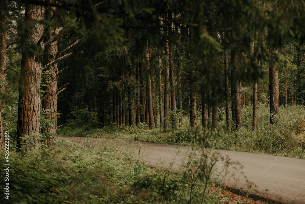 Fototapeta premium The road in the pine forest.