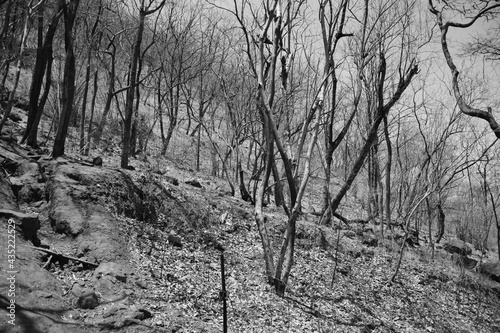 Dead jungle and forest with dry trees with no leaves black and white background