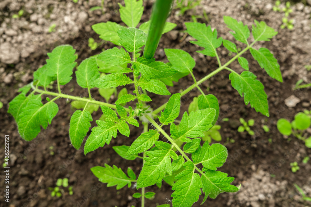 An overhead view of a young tomato bush with small green leaves on a background of dry and wet soil. An overhead view of a young tomato bush with small green leaves on a background of dry and wet soil.