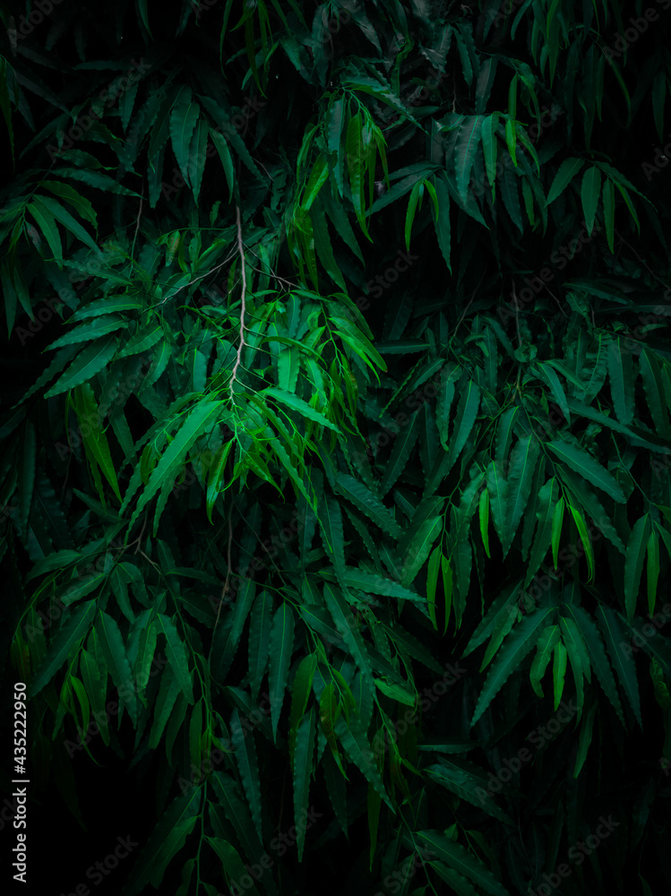 Dark moody beautiful green leaf background wallpaper for copy space Dark moody beautiful green leaf background wallpaper for copy space
