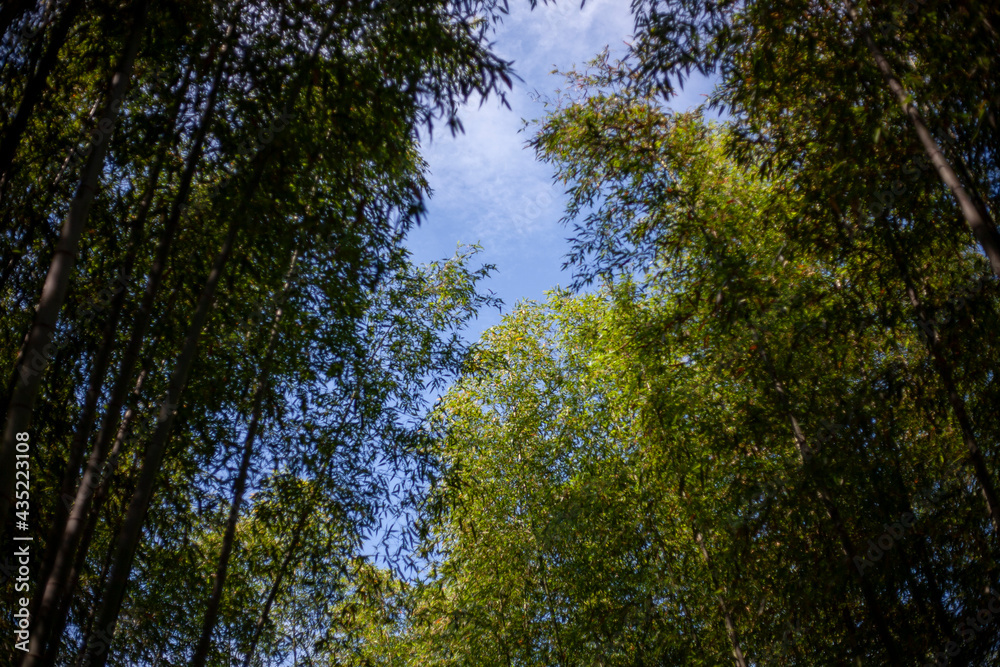 Beautiful korean bamboo forest road
Beautiful korean bamboo forest road