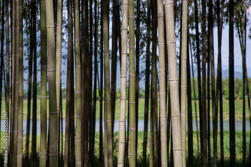 Beautiful korean bamboo forest road
