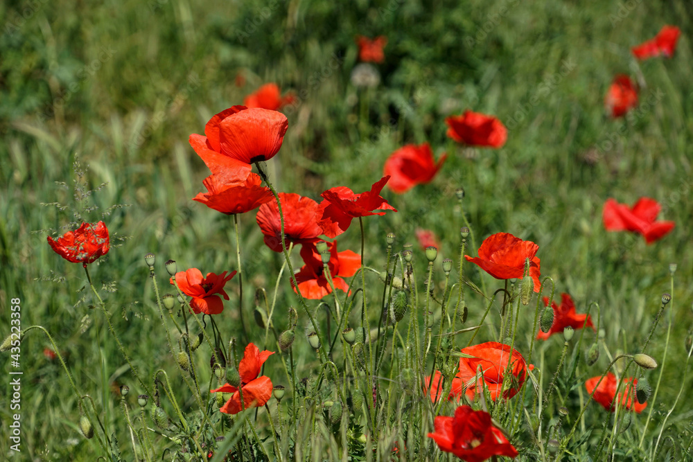 Red poppy flowers on the meadow