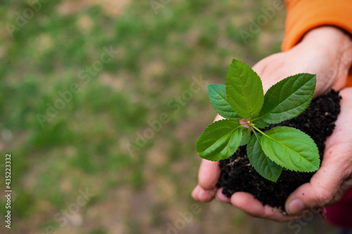 Close-up of an elderly woman's hands with an apple tree sprout. Grandma holding a plant outdoors.