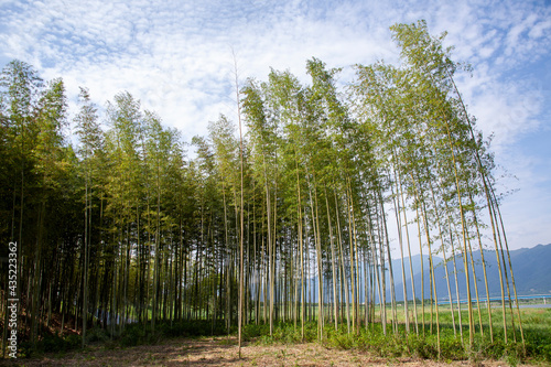 Beautiful korean bamboo forest road
