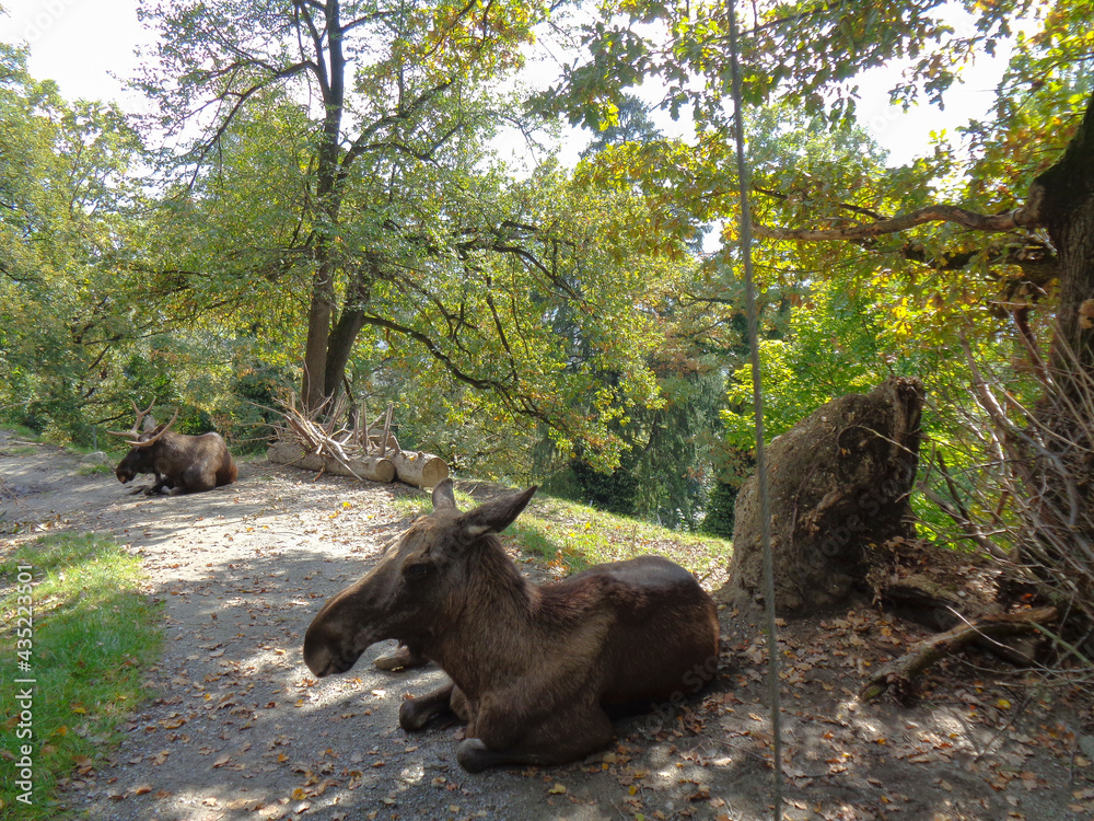 Moose at the Zoo in austria in innsbruck Moose at the Zoo in austria in innsbruck