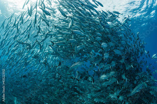 A school of bigeye trevally