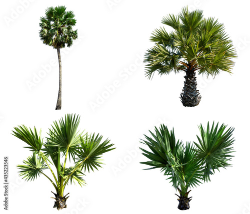 Group Sugar palm of  tree isolated on the white background. The collection Sugar palm of trees.
