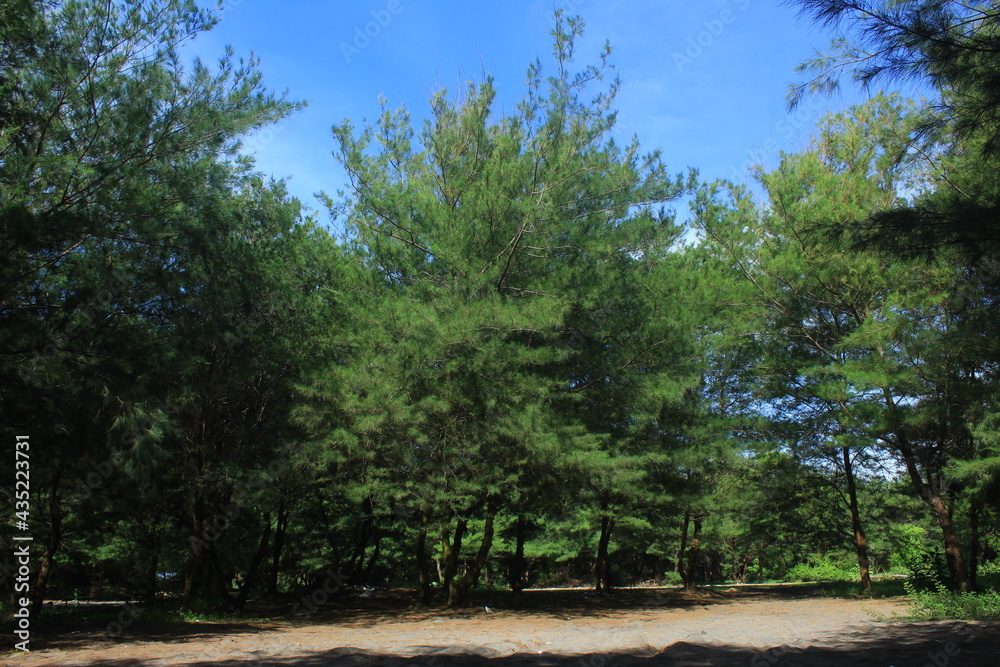 trees in the park