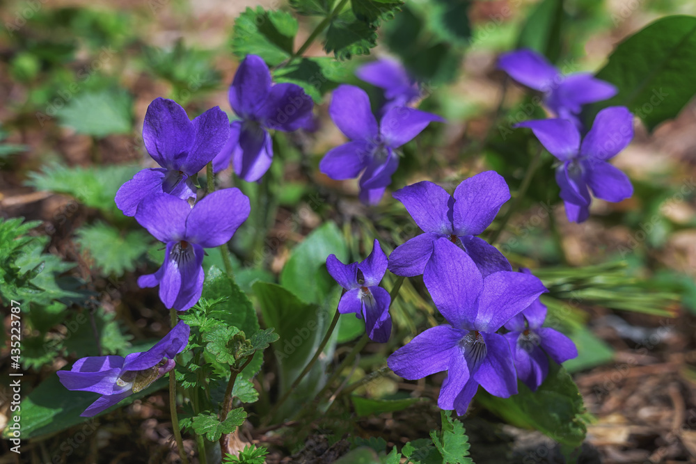 Group of blue forest violets in spring, close-up. Blooming violets with fresh green foliage in the forest. Spring early flowers. Spring forest flowers in blue Group of blue forest violets in spring, close-up. Blooming violets with fresh green foliage in the forest. Spring early flowers. Spring forest flowers in blue