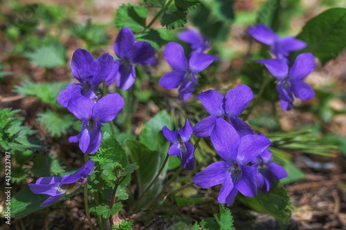 Group of blue forest violets in spring  close-up. Blooming violets with fresh green foliage in the forest. Spring early flowers. Spring forest flowers in blue 