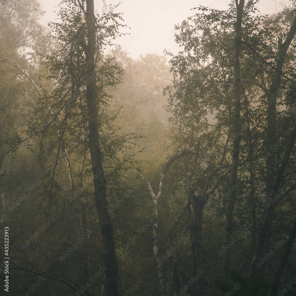 Fototapeta premium foret automnale