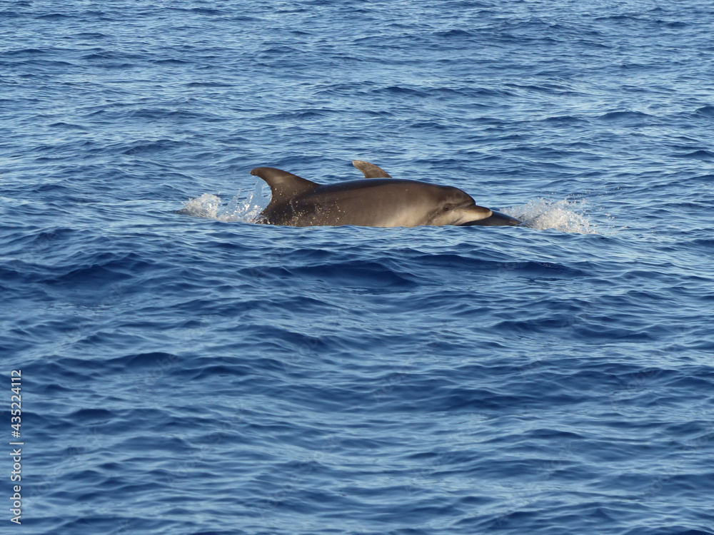 Fototapeta premium Wild Bottlenose Dolphins (Tursiops Truncatus) swimming in the blue waters of Madeira, Portugal, dolphin watching