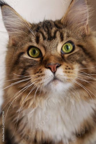 Close up portrait of young cat Maine Coon breed, looking seriousle right to the camera. Big and fluffy domestic kitten with yellowish green eyes, tabby striped color. Indoors, copy space.