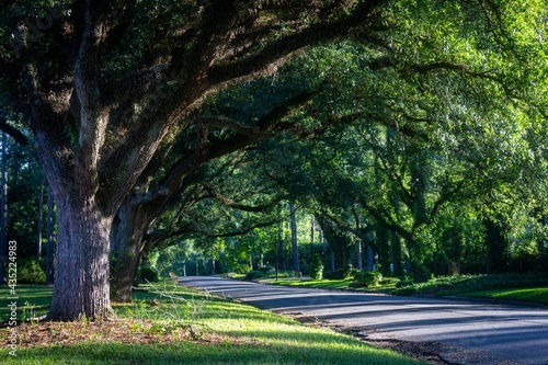 Third Avenue Oaks - Albany, Georgia photo