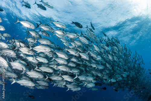 A school of bigeye trevally