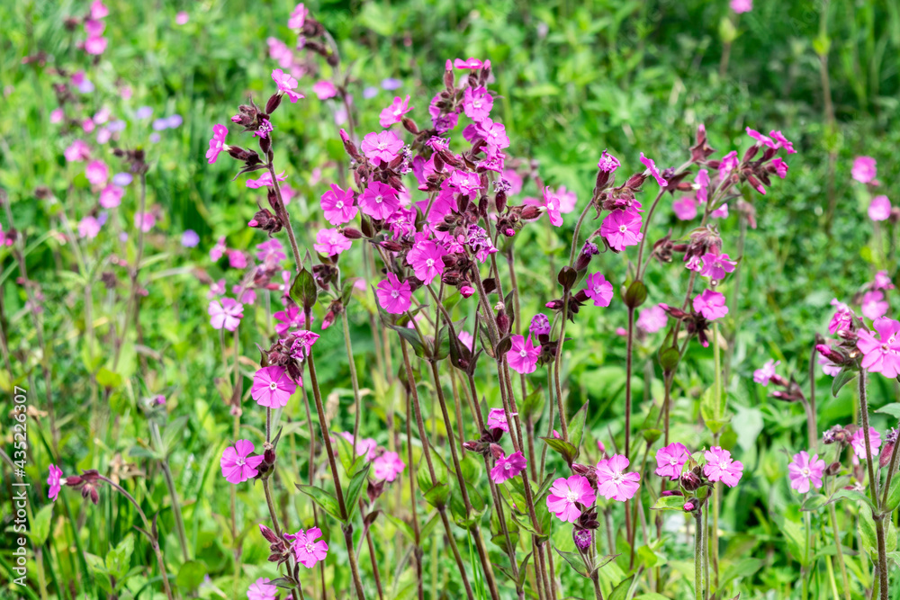 Summer meadow with flowers, selective focus. Floral garden background. Purple Viscaria wildflowers in the green grass. Summer meadow with flowers, selective focus. Floral garden background. Purple Viscaria wildflowers in the green grass.