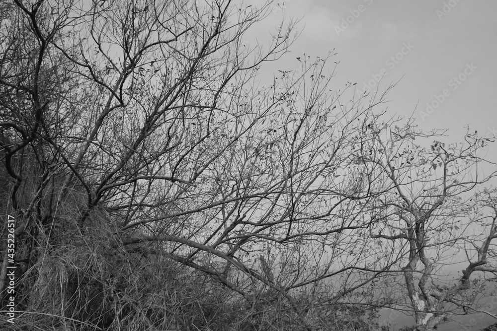 Dead plants and trees with no leaves and life, black and white composition depicting dying nature and the polluted environment