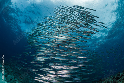 A school of Australian Barracuda