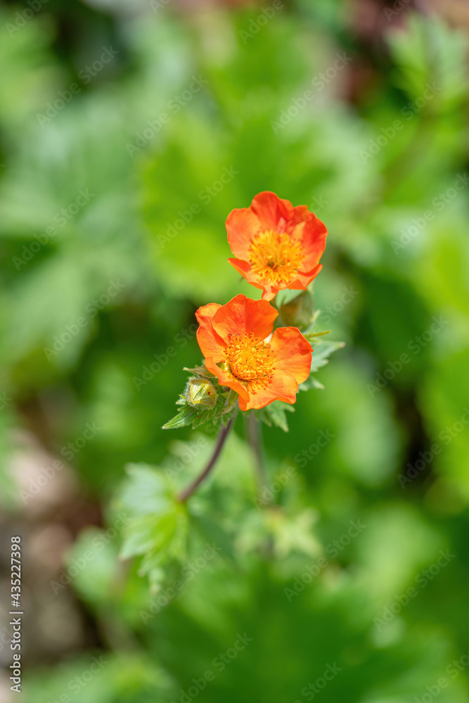 Close up of a dwarf orange avens flower ( Geum coccineum). Shallow depth of field