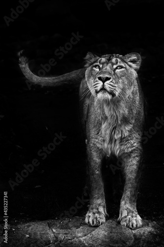 Fototapeta Naklejka Na Ścianę i Meble -   looks and sniffs. Lioness is a large predatory strong and beautiful African cat. Dark, black background.