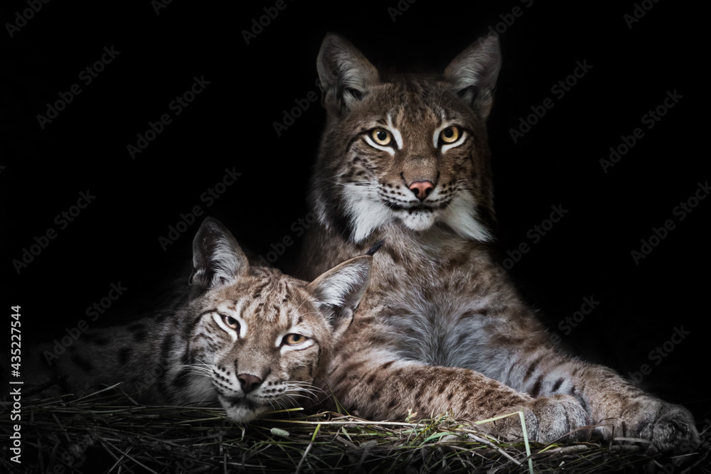 Obraz premium Cat and kitten. calmly rest from laziness, but the look is a sly, dark background.