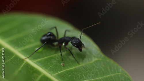 black ant on leaf © Jagannath