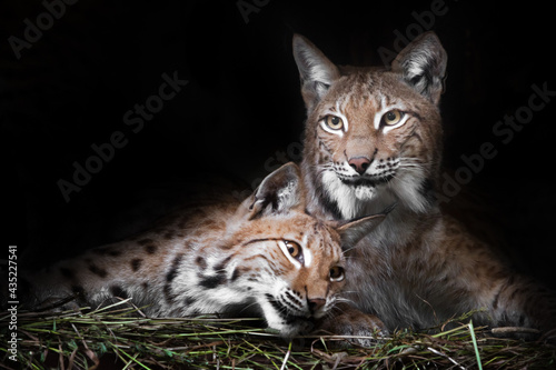  Cat and kitten. lynxes  calmly rest  from laziness, but the look is a sly, dark background. Dark, black background