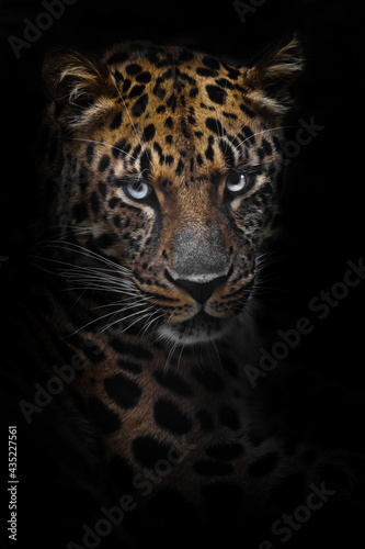 leopard (Far Eastern leopard) close-up, an attentive look of a predatory cat. Dark, black background