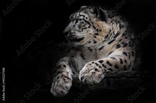 Powerful  predatory cat snow leopard sits on a rock close-up. Dark, black background.