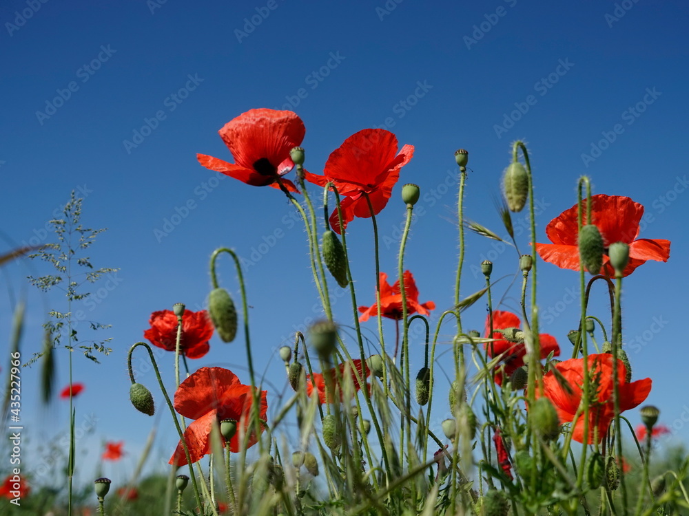 Obraz premium Field full of poppies flowers with sky background