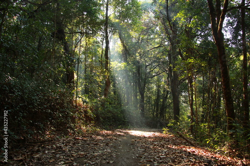 morning light beam in the forest