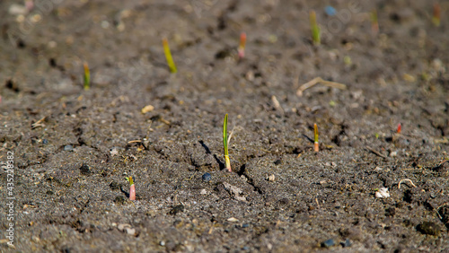 Konstfotografi Cracked, scorched earth after drought. selective focus
