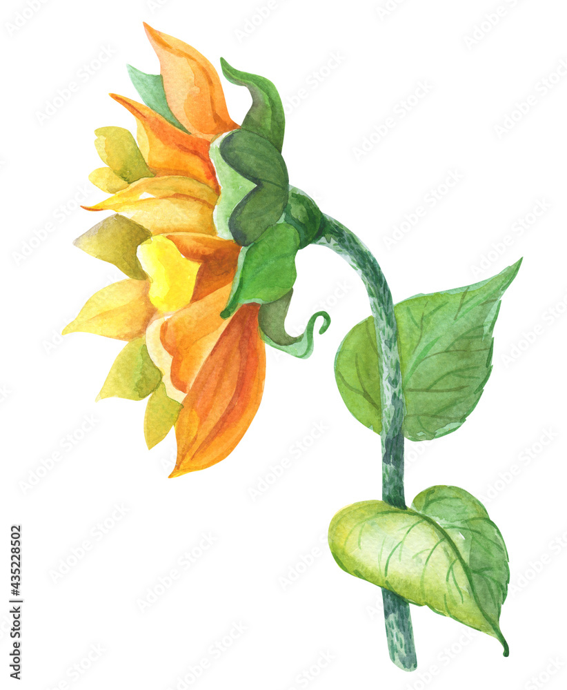 Sunflower with with green leaves. Helianthus izolated on white background. Watercolor yellow flower with brown middle. Floral illustration in hand drawn style. Sunflower with with green leaves. Helianthus izolated on white background. Watercolor yellow flower with brown middle. Floral illustration in hand drawn style.