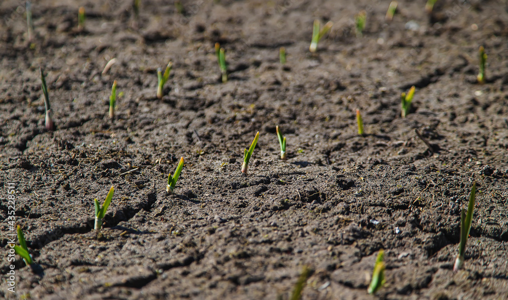 Cracked, scorched earth after drought. selective focus Cracked, scorched earth after drought. selective focus