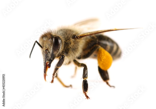 Honeybee isolated on white background, side view