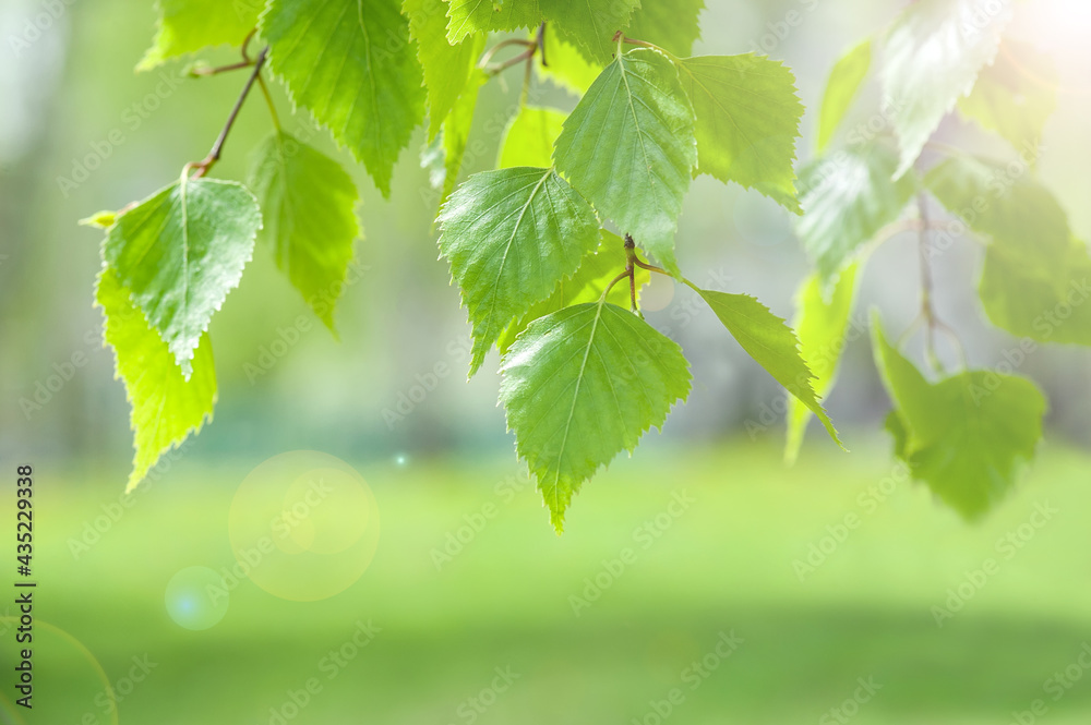 Bright spring and summer background with birch branch in sunlight. Natural background. Bright spring and summer background with birch branch in sunlight. Natural background.