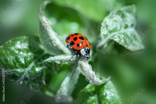 Ladybug on a green branch in a natural environment